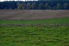 Killikus&reg; Fotographie